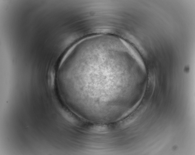 X0000102390110200808151930