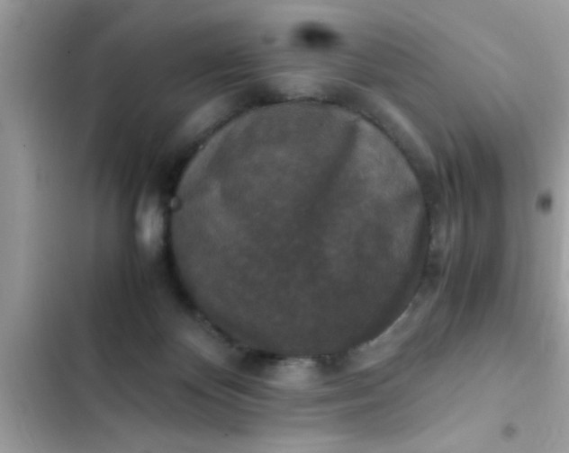 X0000102390124200808151929