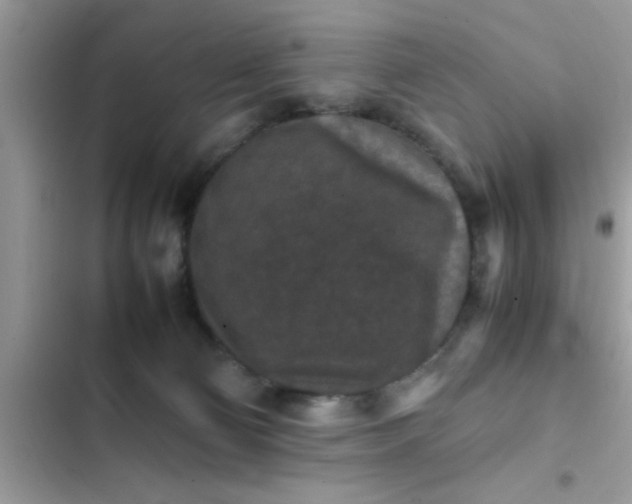 X0000102390130200808151929