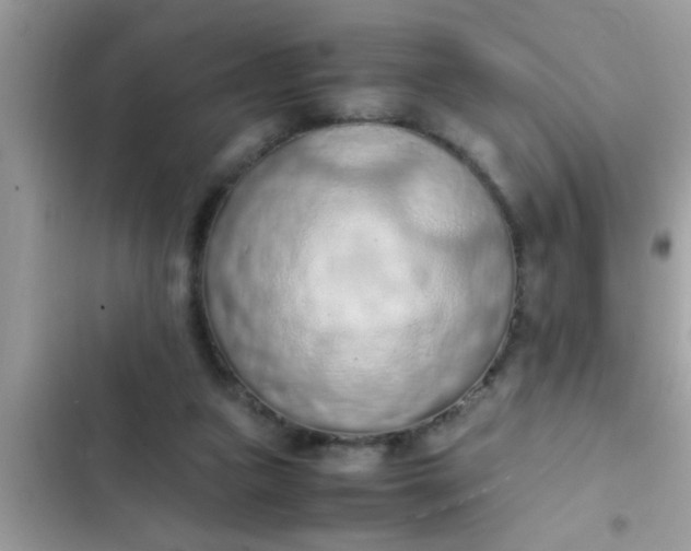 X0000102390161200808151929