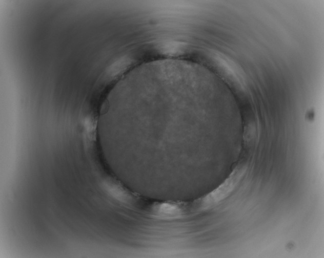 X0000102390180200808151929