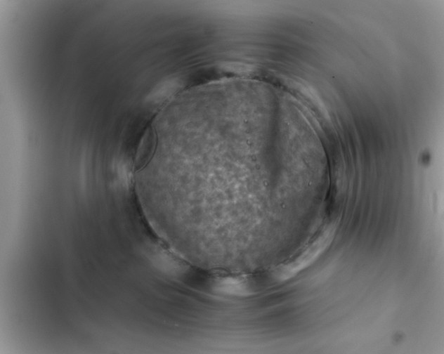 X0000102390285200808151928