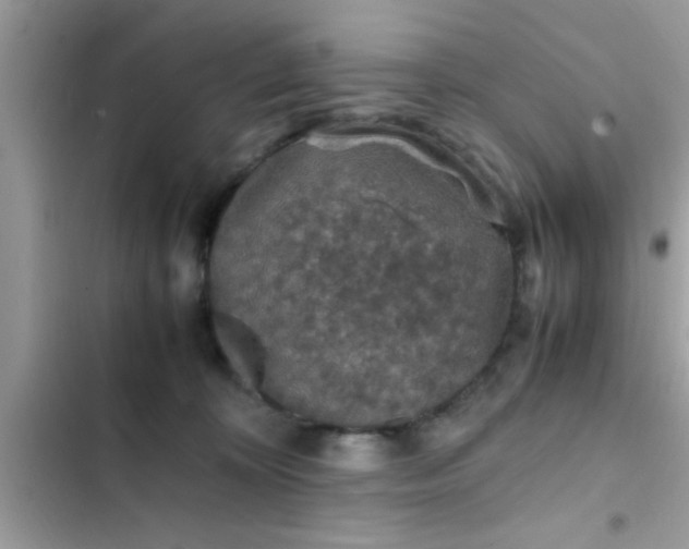 X0000102390324200808151926