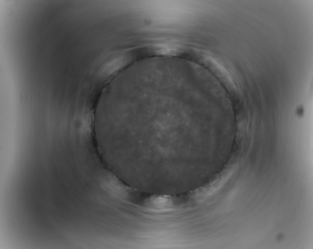 X0000102390325200808151926