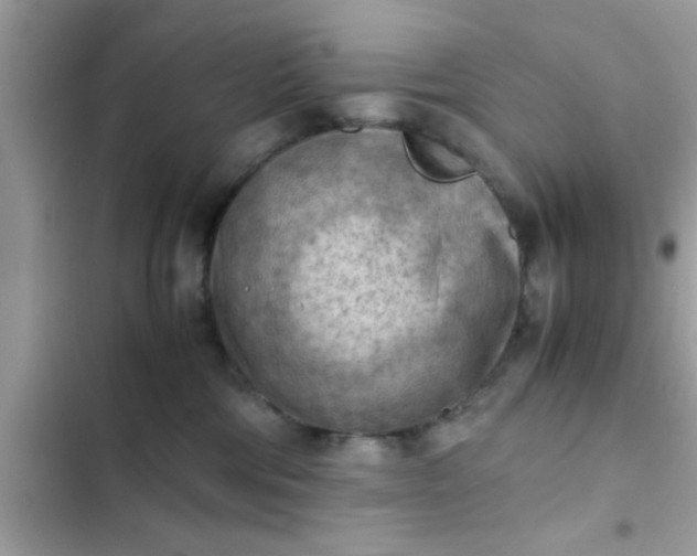 X0000102390330200808151926