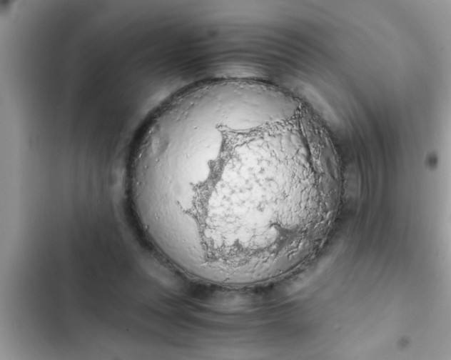 X0000102390351200808151926