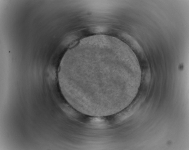 X0000102390380200808151926