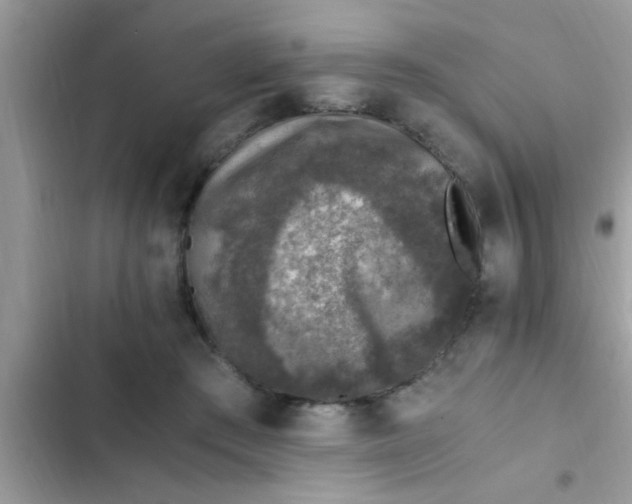 X0000102390409200808151925