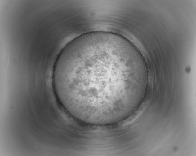 X0000102390434200808151924