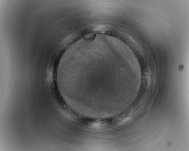 X0000102390504200808151924