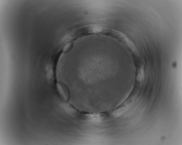 X0000102390524200808151923