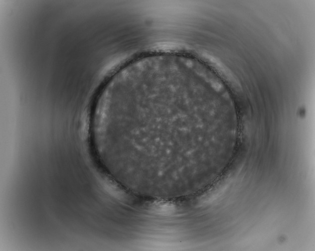 X0000102390640200808151922