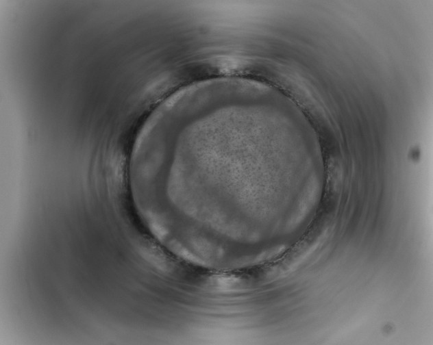 X0000102390650200808151922