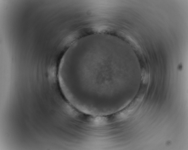 X0000102390670200808151922