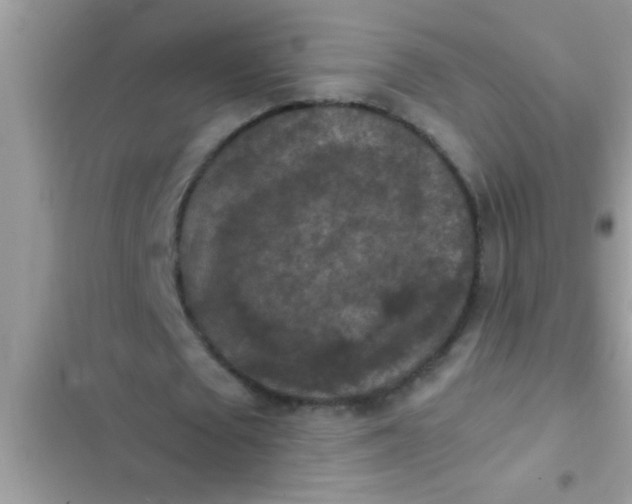 X0000102390673200808151921