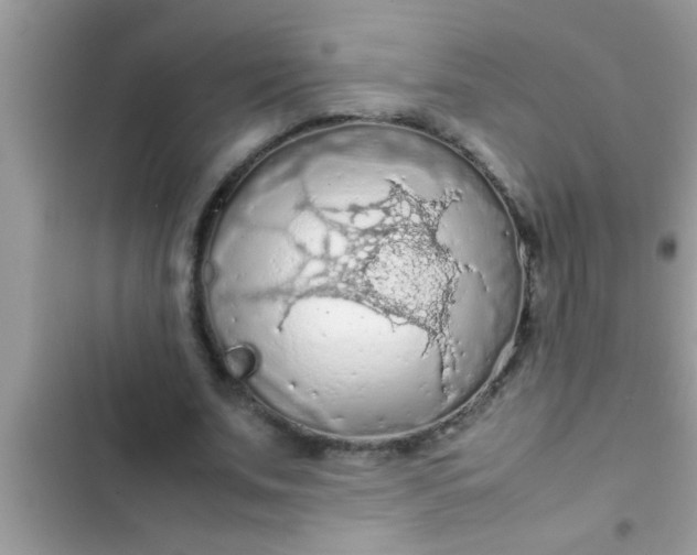 X0000102390679200808151921