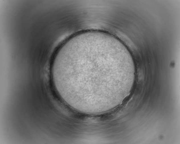 X0000102390680200808151921