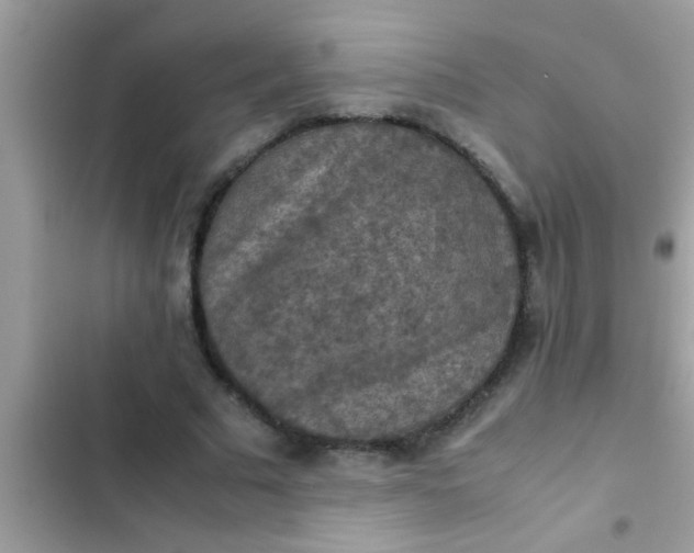 X0000102390681200808151921