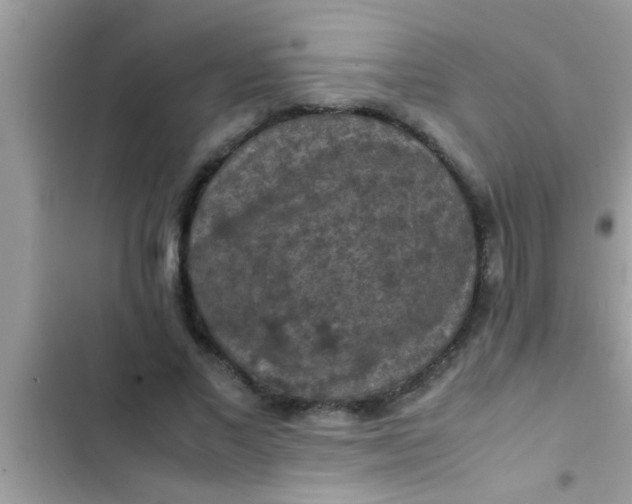 X0000102390685200808151921