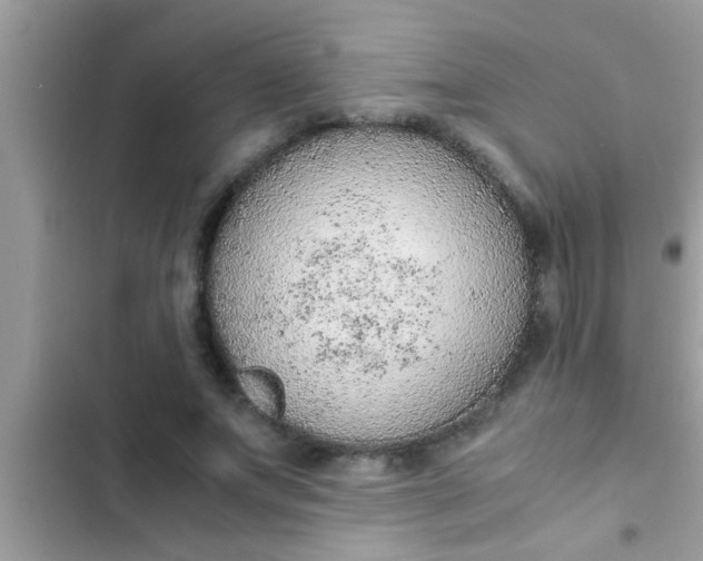 X0000102390687200808151921