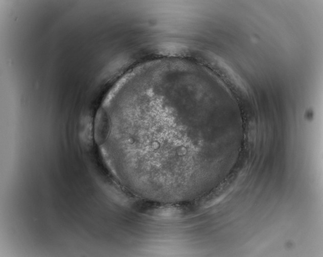 X0000102390696200808151921