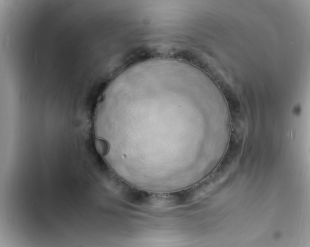 X0000102390707200808151921