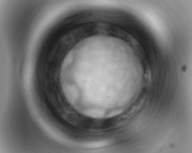 X0000102390765200808151921