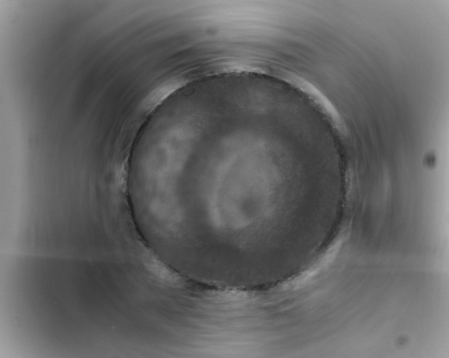 X0000102390785200808151920