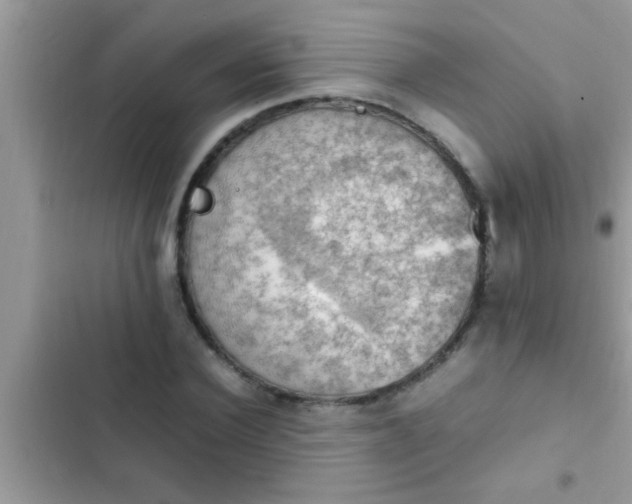 X0000102390924200808151917