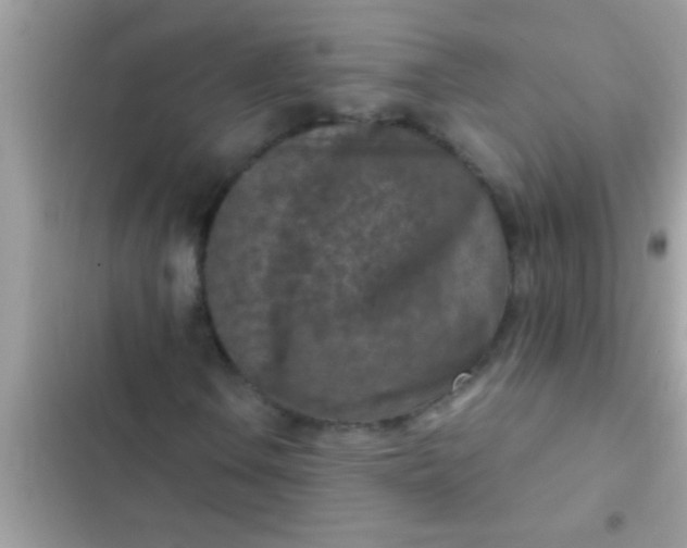 X0000102391106200808151914