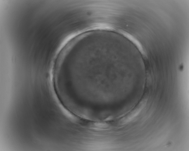 X0000102391383200808151910