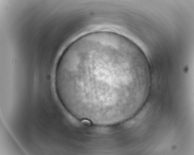 X0000102391525200808151909