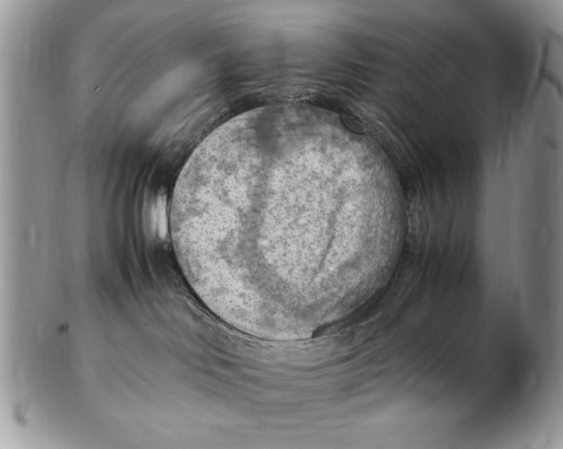 X0000102390046200808221835