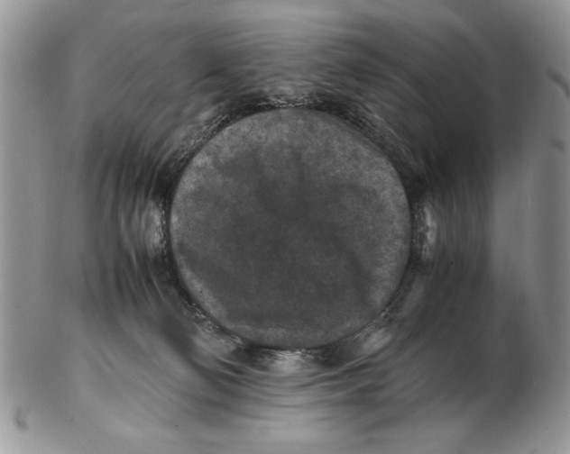 X0000102390130200808221834