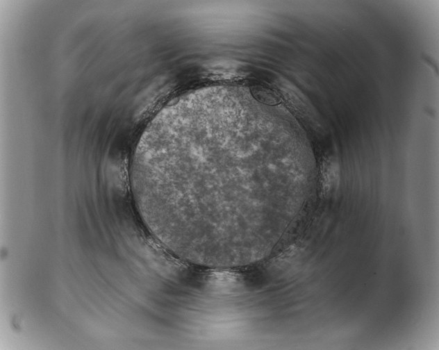 X0000102390376200808221830