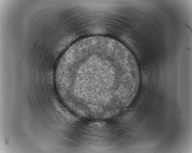 X0000102390447200808221828