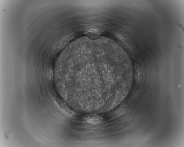 X0000102390459200808221828