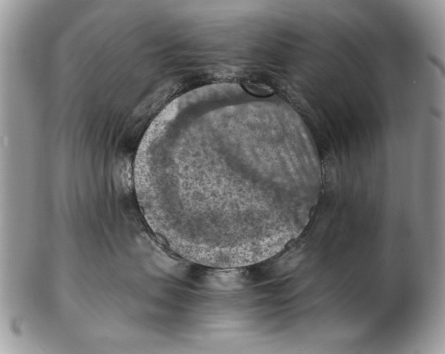 X0000102390479200808221829
