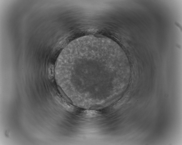 X0000102390528200808221827