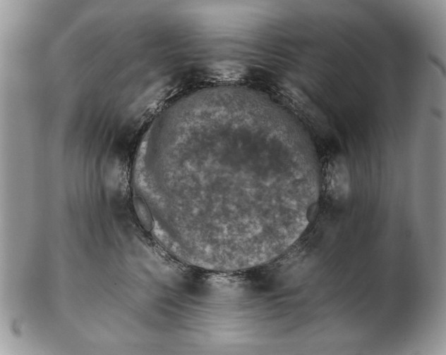 X0000102390568200808221827