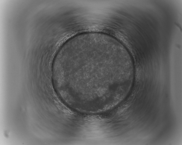 X0000102390673200808221825