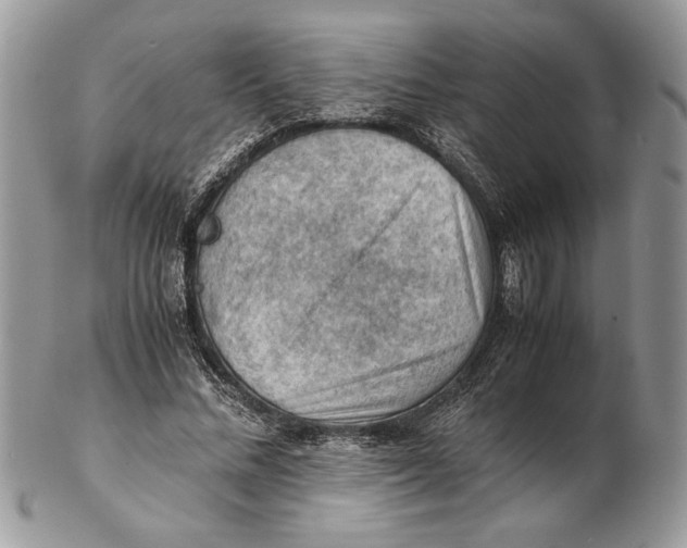 X0000102390684200808221825