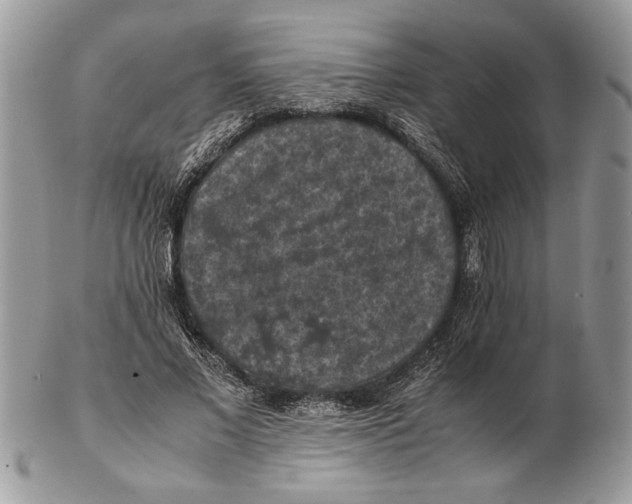 X0000102390685200808221825