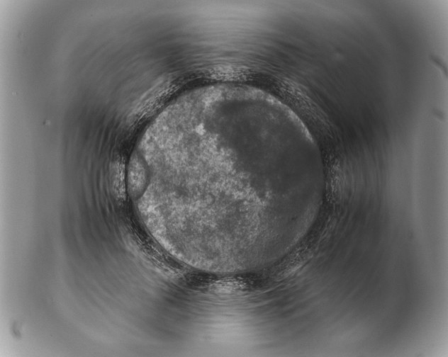 X0000102390696200808221825