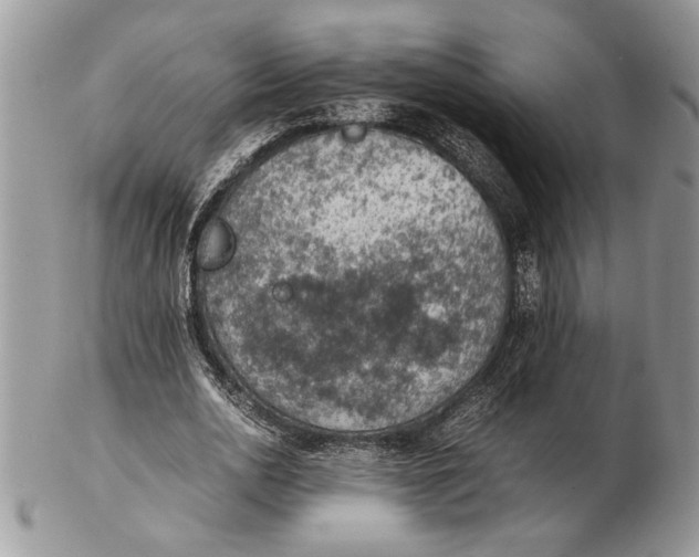 X0000102390726200808221824