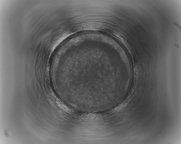 X0000102390779200808221824