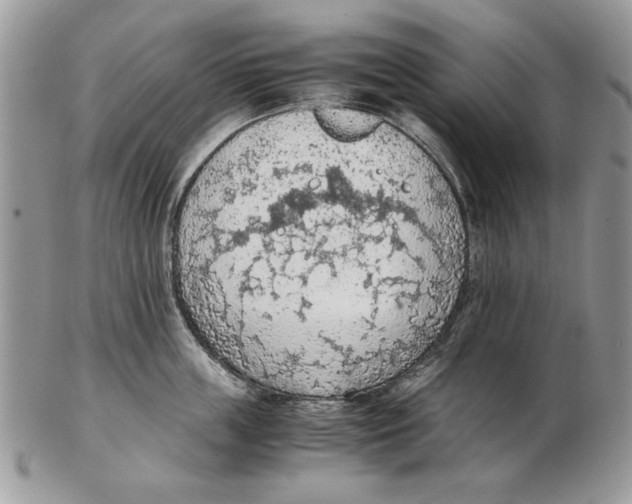 X0000102390859200808221823