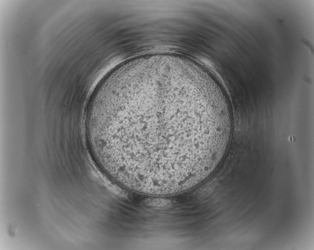 X0000102391235200808221817