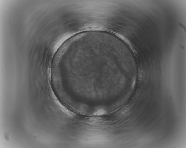 X0000102391383200808221815