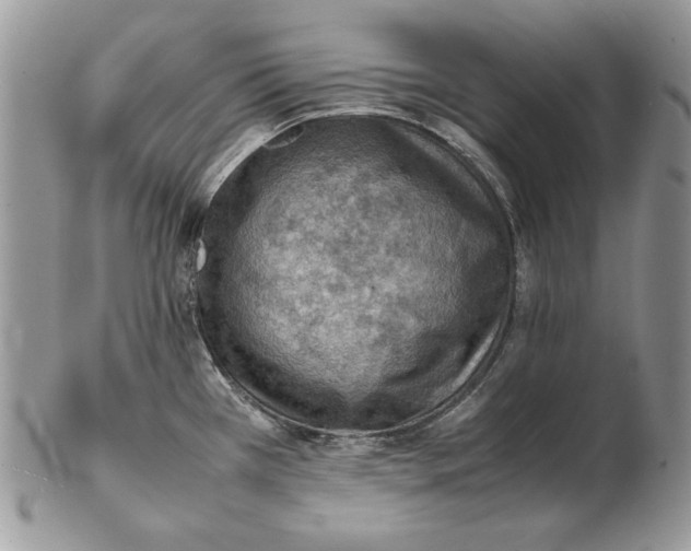 X0000102391385200808221815